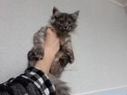 Котенок Сибирской породы кошек