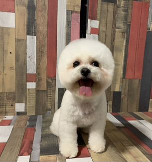 Груминг/Стрижка собак/Уход за кошками