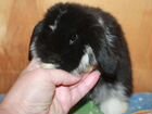 Кролик миниатюрный черно - белый объявление продам