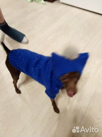 Одежда для собак и кошек
