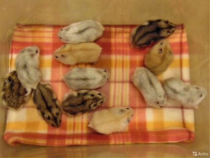 Джунгарские хомяки - разноцветные, клетки, шары