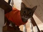 Абиссинская кошка на вязку объявление продам