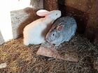 Кролики и крольчат