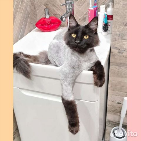 Стрижка котов, кошек на дому