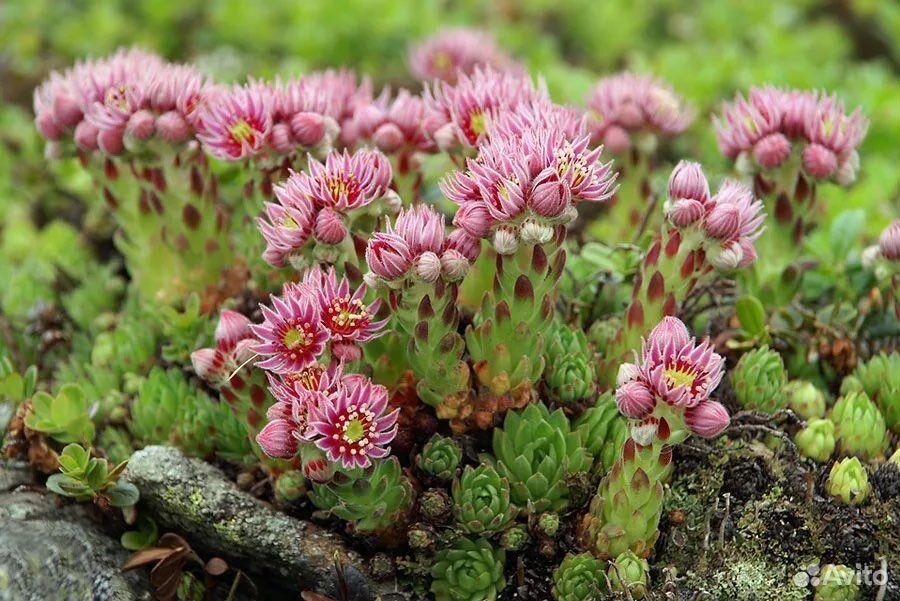 Молодило горное Sempervivum montanum