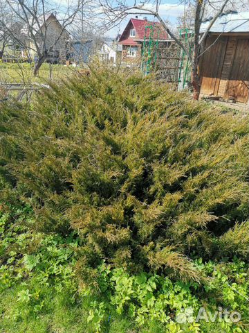 Можжевельник Казацский