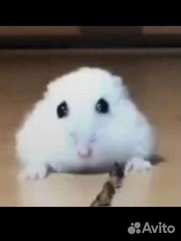 Джерт хомячок Дзен