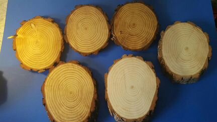 Спилы дерева, кора, ветки,пни