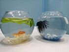 Нано аквариум с рыбками объявление продам