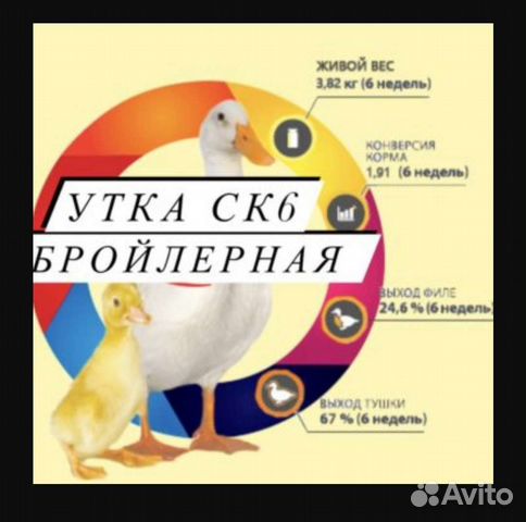 Бройлерные утята черри-велли вывод 23-24 августа