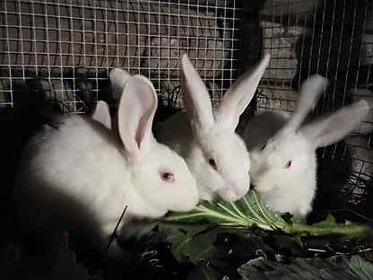 Кролики помесь Калифорнийские и Белый паннон