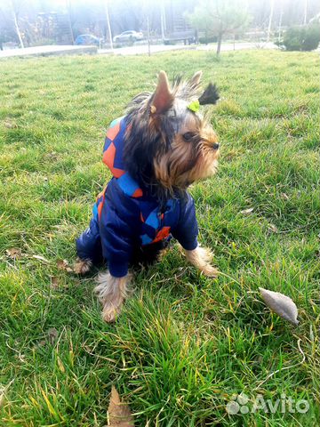 Комбинезон для маленькой собачки