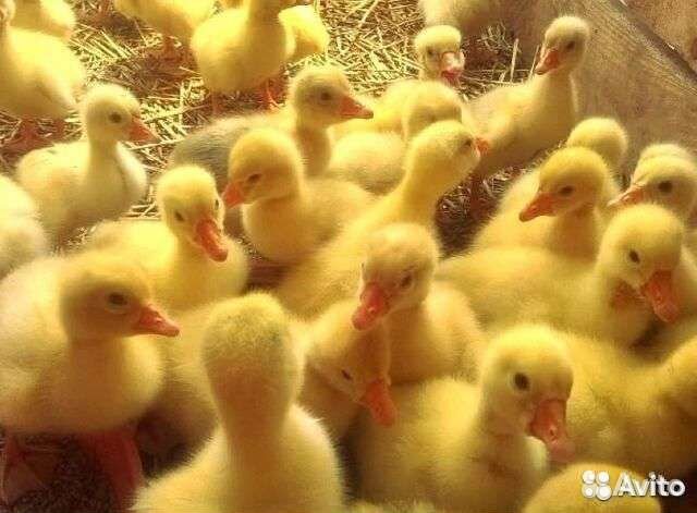 Гусята суточные и подрощенные