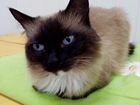 Кошку Лютю вернули в приют через 5 лет объявление продам