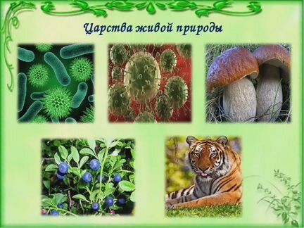 Представители природы. Царство живой природы 5 класс биология. Биология 5 кл царство живой природы. 5 Царств в биологии. Надцарства живой природы.