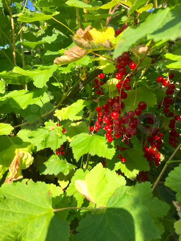 Дом 228 м² на участке 23 сот.