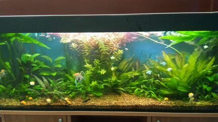 Обслуживание аквариумов и ремонт аквариумного обор