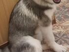 Аляскинский маламут щенок 4,5 месяцев
