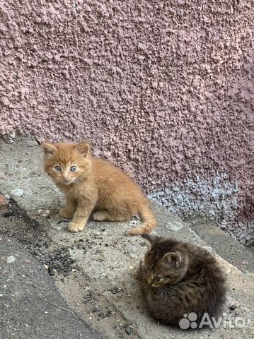 Котята в новосибирске в добрые руки с фото бесплатно