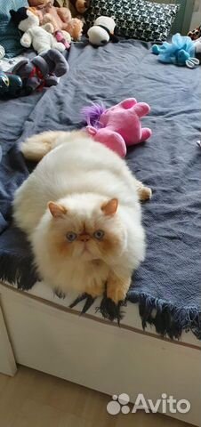 Голубоглазый перс на вязку