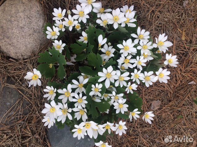 Многолетние первоцветы с доставкой