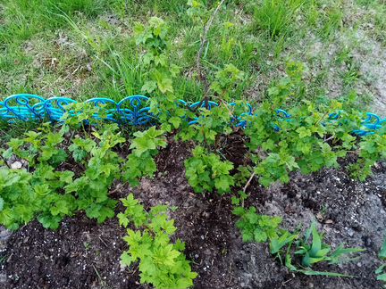 Китайская роза, малина красная и жёлтая смородина