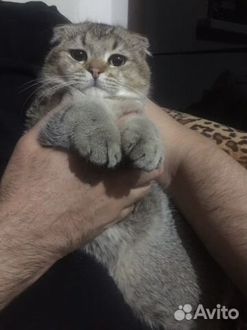 Шотландский Мачо