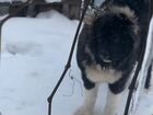 Кавказская овчарка щенок объявление продам