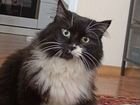 Шикарная толстая кошка Урсула
