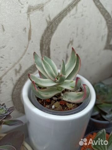 Сортовые крассулы (толстянки)