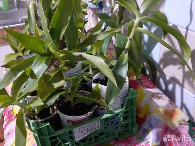 Цветок золотой ус,каланхоэ,алоэ,педилантус