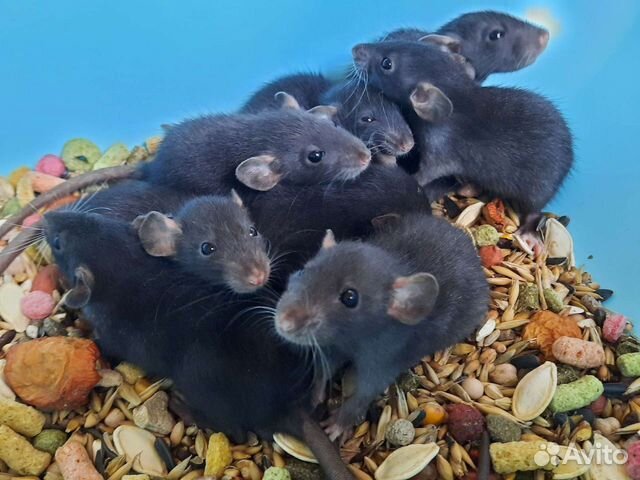 Крысы Дамбо. Крысята норковые из питомника