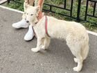 Прекрасная белая собака ищет дом объявление продам