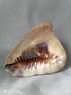 Морская раковина 18 см