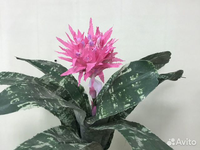 Эхмея искуственная