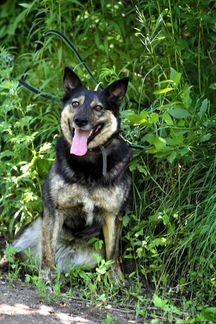 Лада. Шикарная собака в добрые руки