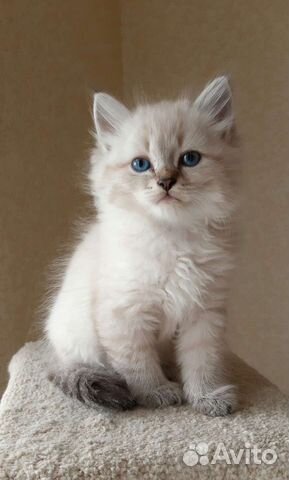 Невские маскарадные котята