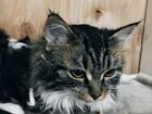 Норвежская лесная котёнок бесплатно объявление продам