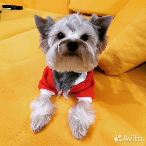 Йоркширский терьер вязка