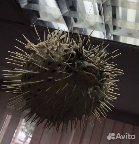 Рыба еж засушенная