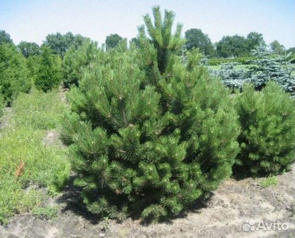 Сосна чёрная и другие растения