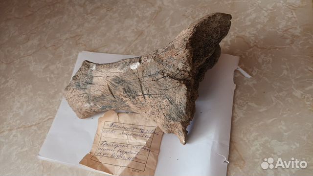 Тазовая кость мамонта