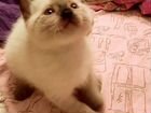 Невская маскарадная кошка(1,3 мес.) объявление продам