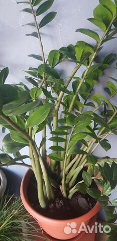 Замиокулькас