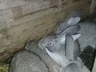 Кролики гуси объявление продам
