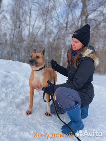 Собака ищет дом Бывшедомашняя