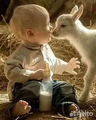 Козье молоко домашнее свежее, яйцо, сыр