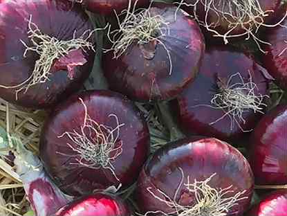 «Yalta» Rare Sweet onion «Yaltinsky» ЯЛТИНСКИЙ ЛУК - 300-600-1500-3000 seeds