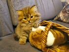 Шотландские котята хайленд объявление продам