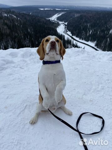 Вязка собак